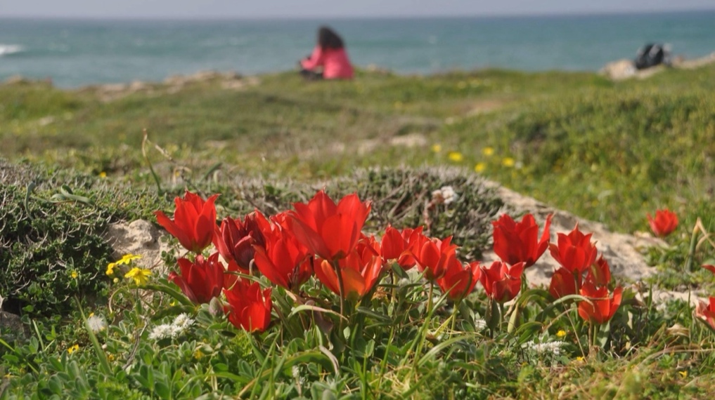 צבעונים פורחים בין השיחים בגבעת הפריחה בשמורת הבונים - מישור החוף הצפוני