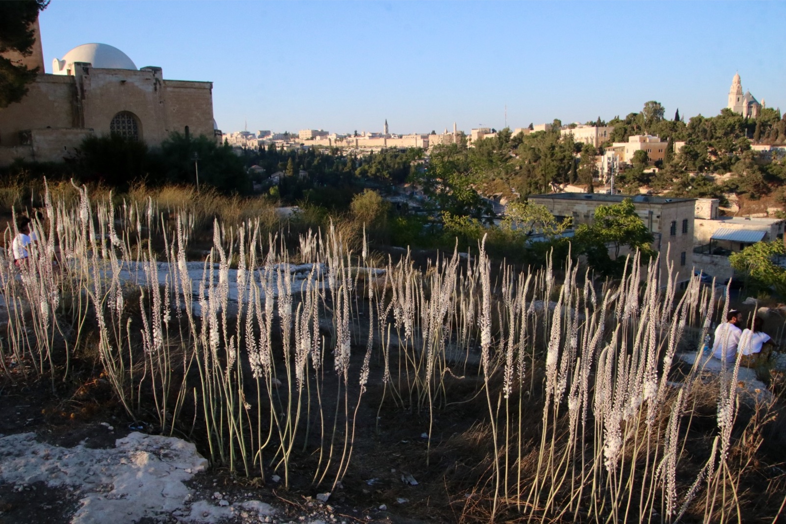 החצבים בגבעת התנ״ך על רקע מבני הכנסייה הסקוטית. צילום: יוסף (ג׳וחא) אנגל