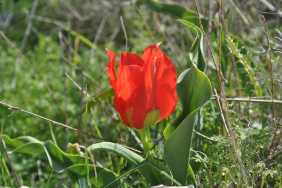צבעוני בפריחה ברכס גבעת המורה - הגליל התחתון