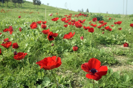 כלניות בפריחה סמוך לגבעת סלעית - בקעת הירדן