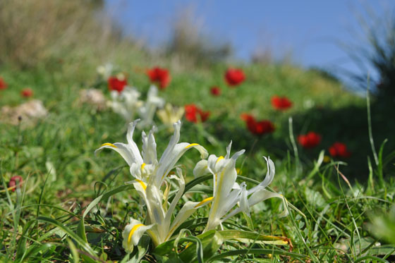 פרחי איריס ארצישראלי וכלניות בפריחה בחורבת סמארה - מישור החוף