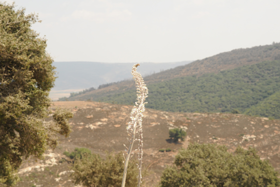 פריחת חצבים מול הנוף בתל יודפת
