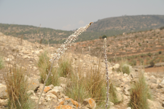 החצבים ניצבים ופורחים בתל יודפת