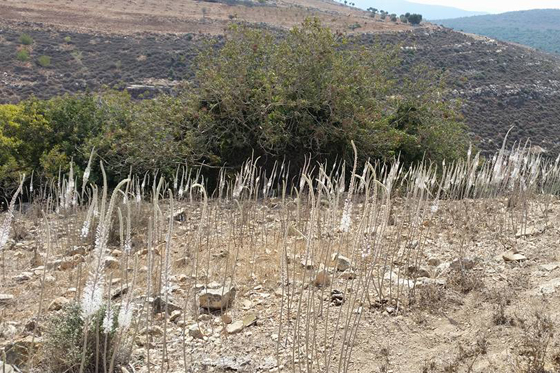 המוני חצבים פורחים על מורדות תל יודפת. צילום: עליזה רענן