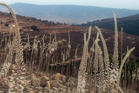 תצפית מרשימה על החצבים והנוף שמאחור. צילום: משפחת מרגלית מהיישוב עצמון