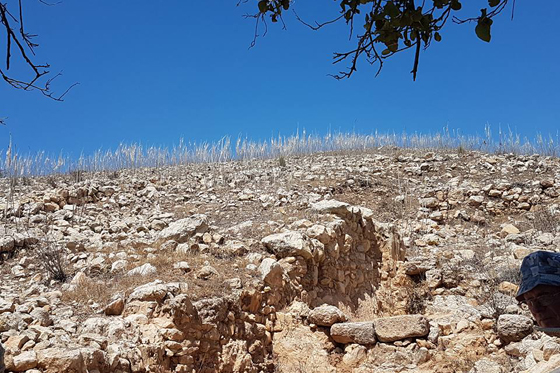 פריחה מרשימה של חצבים בשיפולי תל יודפת. צילום: יוסי פלדמן