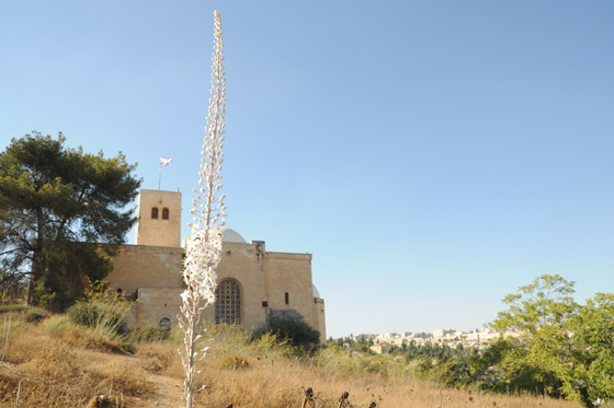 פריחת חצבים בגבעת התנ"ך, חצב בולט על רקע הכנסייה הסקוטית