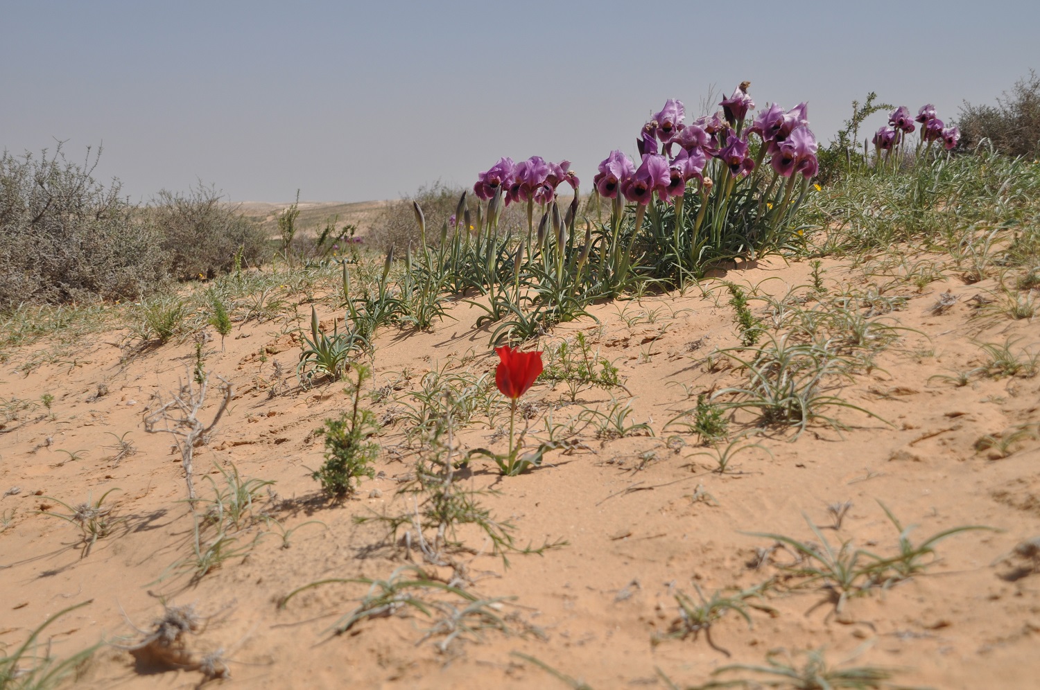 איריס הנגב וצבעוני המדבר בפריחה בחולות, בין אשלים לשבטה - מרכז הנגב