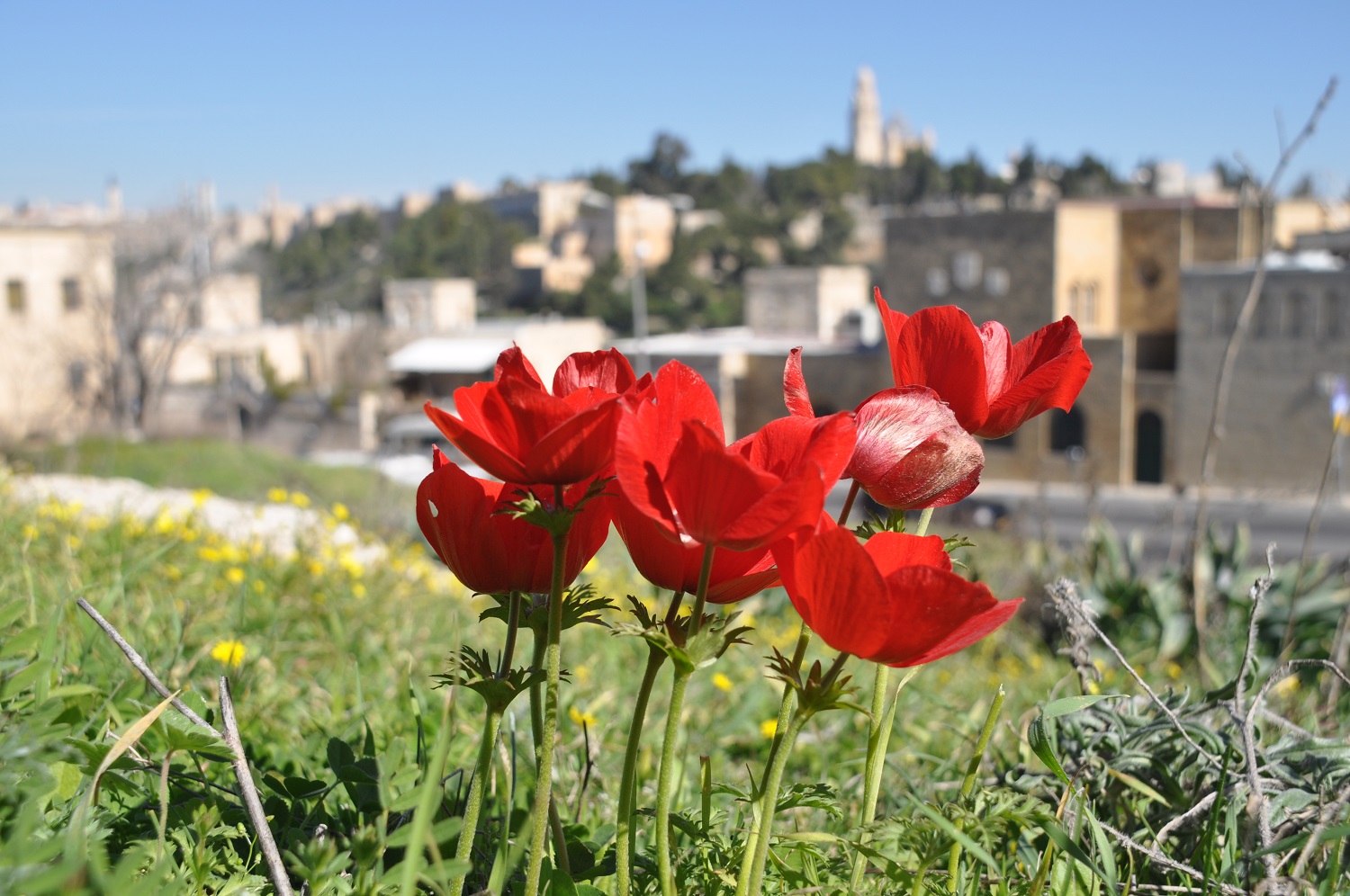 כלניות פורחות בגבעת התנ״ך בירושלים