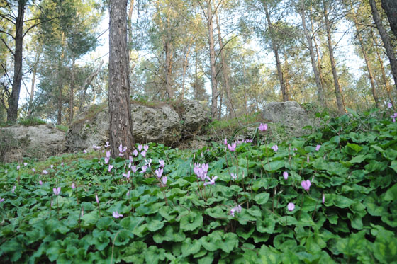 רקפות בפריחה ביער המגינים - השפלה