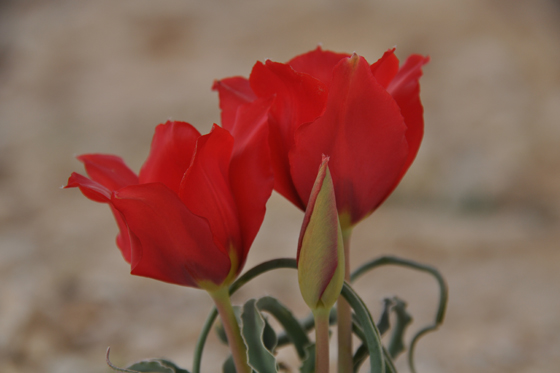 צבעוני המדבר בפריחה במצפה חגי - מרכז הנגב