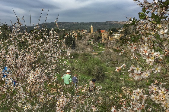 פריחת עצי שקד ונוף שכונת עין כרם - ירושלים