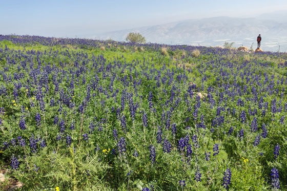 תורמוסים בפריחה מרהיבה בחמדת - בקעת הירדן