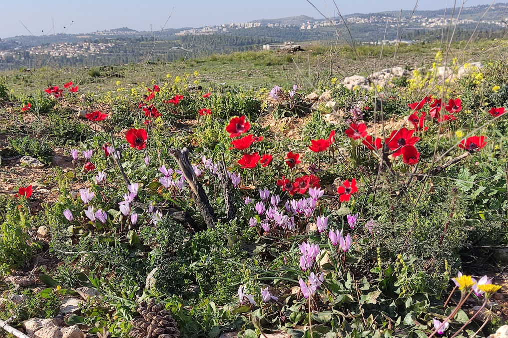 כלניות ורקפות בפריחת בהר איתן - הרי יהודה
