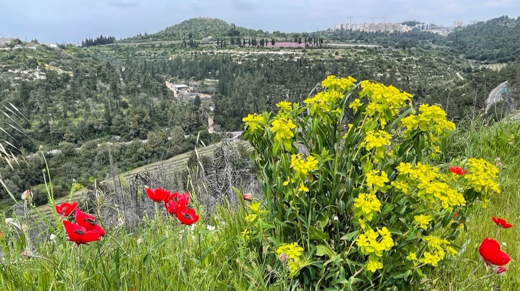 נוריות ושיחי חלבלוב בפריחה לצד שביל סובב הר איתן ונוף הרי יהודה