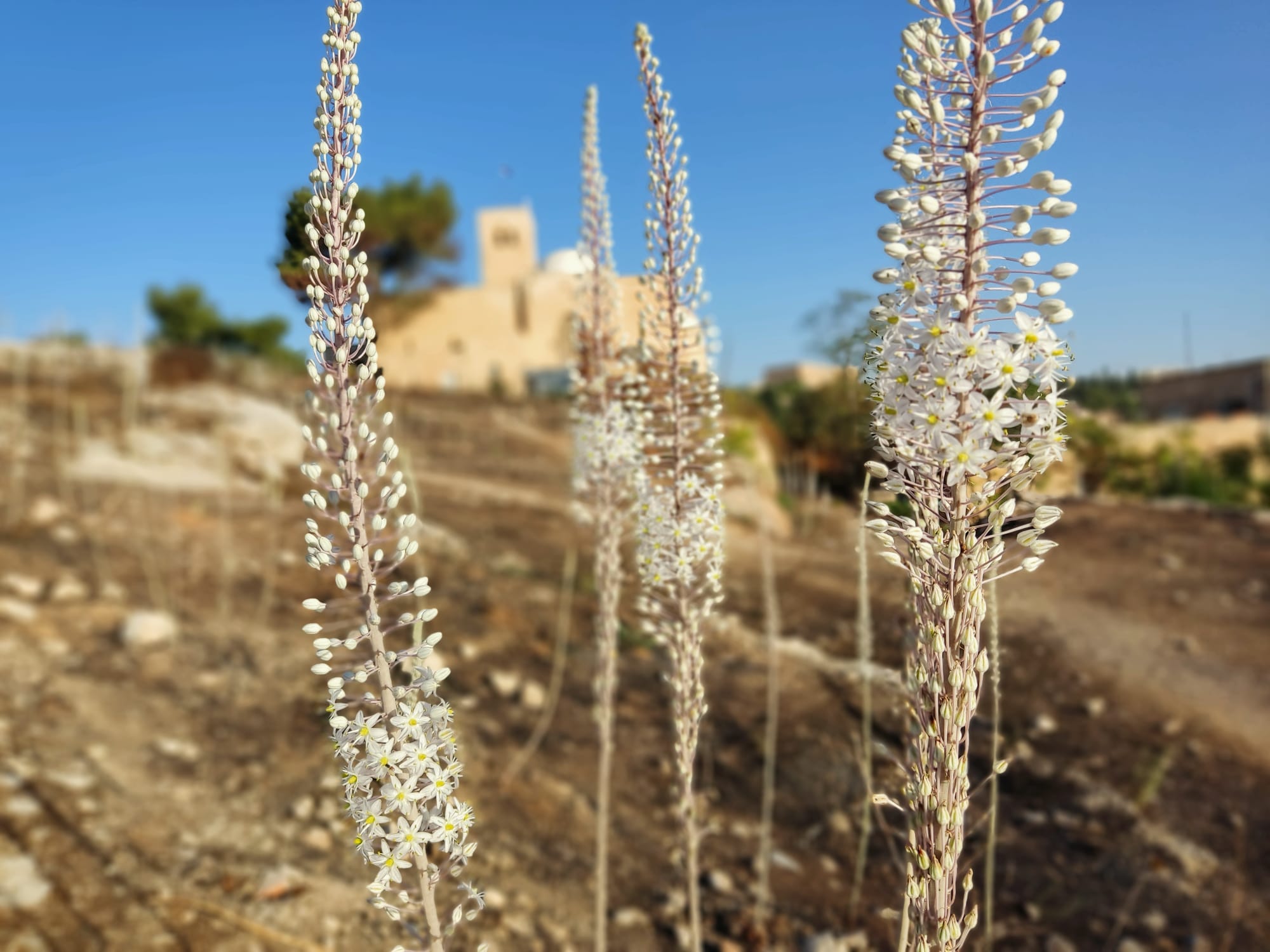חצבים פורחים בגבעת התנ"ך בירושלים מול העיר העתיקה