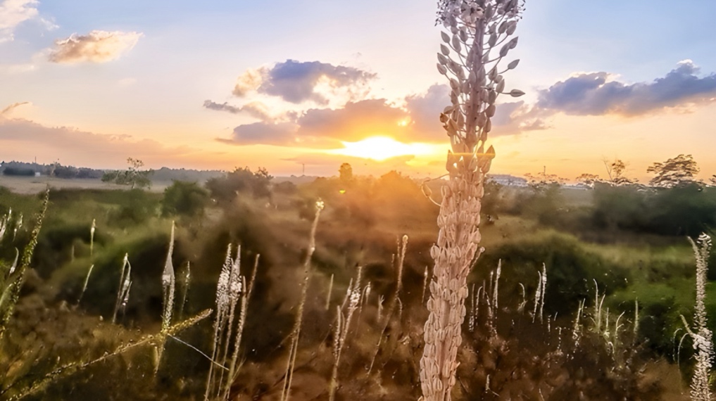 חצבים בפריחה בשמורת אודים בשעת הזריחה. צילום: חיה עמירן