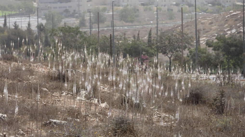 חצבים בימי שיא הפריחה במורד השטח. צילום: יוסף אבי יאיר אנגל (ג'וחא)