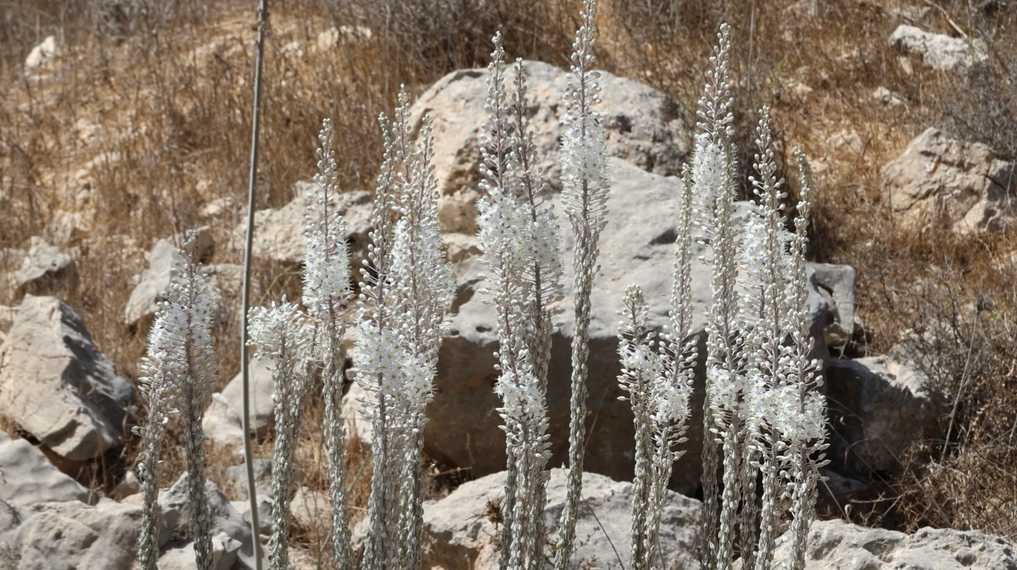 חצבים בימי שיא הפריחה במעלה השטח. צילום: יוסף אבי יאיר אנגל (ג'וחא)