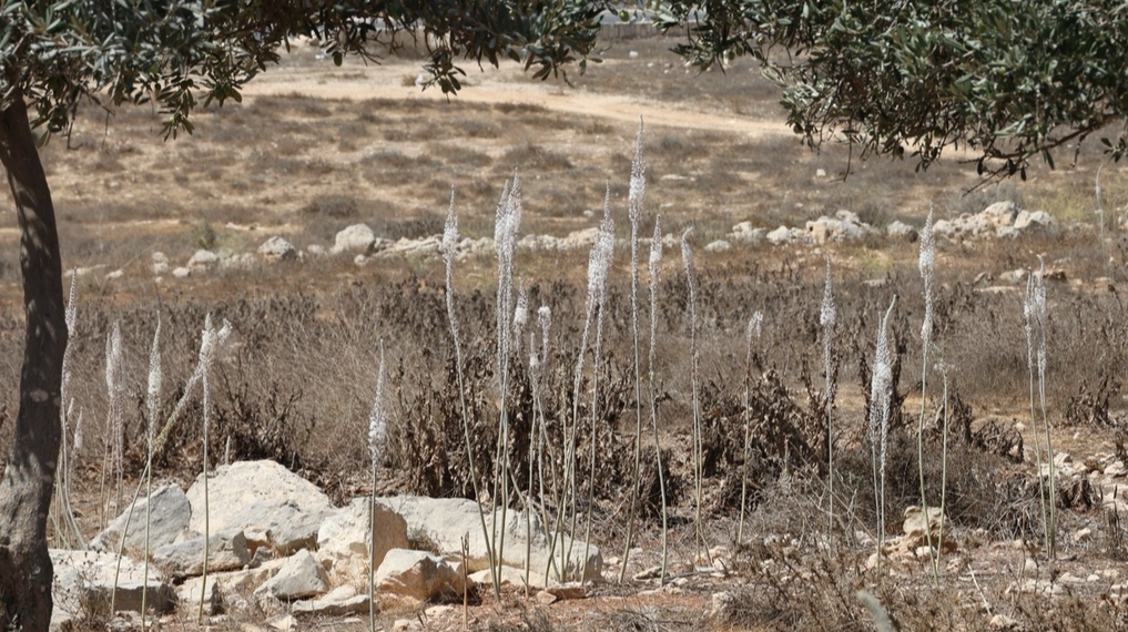חצבים בימי שיא הפריחה במורד השטח. צילום: יוסף אבי יאיר אנגל (ג'וחא)