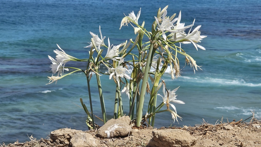 מטיילים מצלמים את פריחת חבצלת החוף בחוף הים
