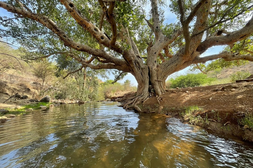 נחל צלמון חזר לחיים: בריכת עץ השקמה בנחל צלמון המחודש