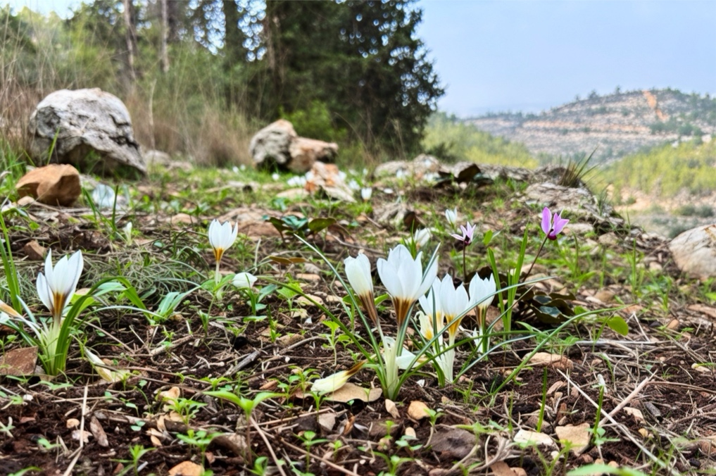 כרכומי החורף פורחים: כרכומים בשביל העיזים בהר הרוח