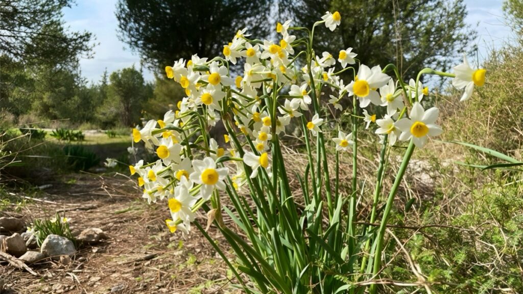 כשהחורף מתחיל להריח: פריחת הנרקיסים בין העצים ביער שוהם בשפלה