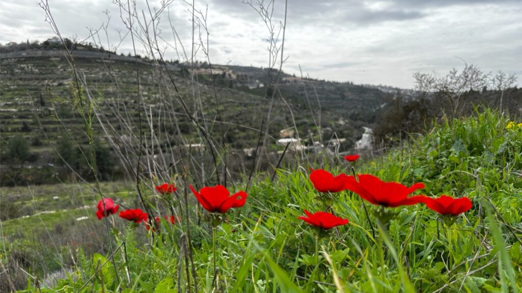 ירושלים ירוקה מתמיד - פריחה, מים ומעיינות ברכס לבן. כלניות על רקע הנוף - צילום: דוד גל אור