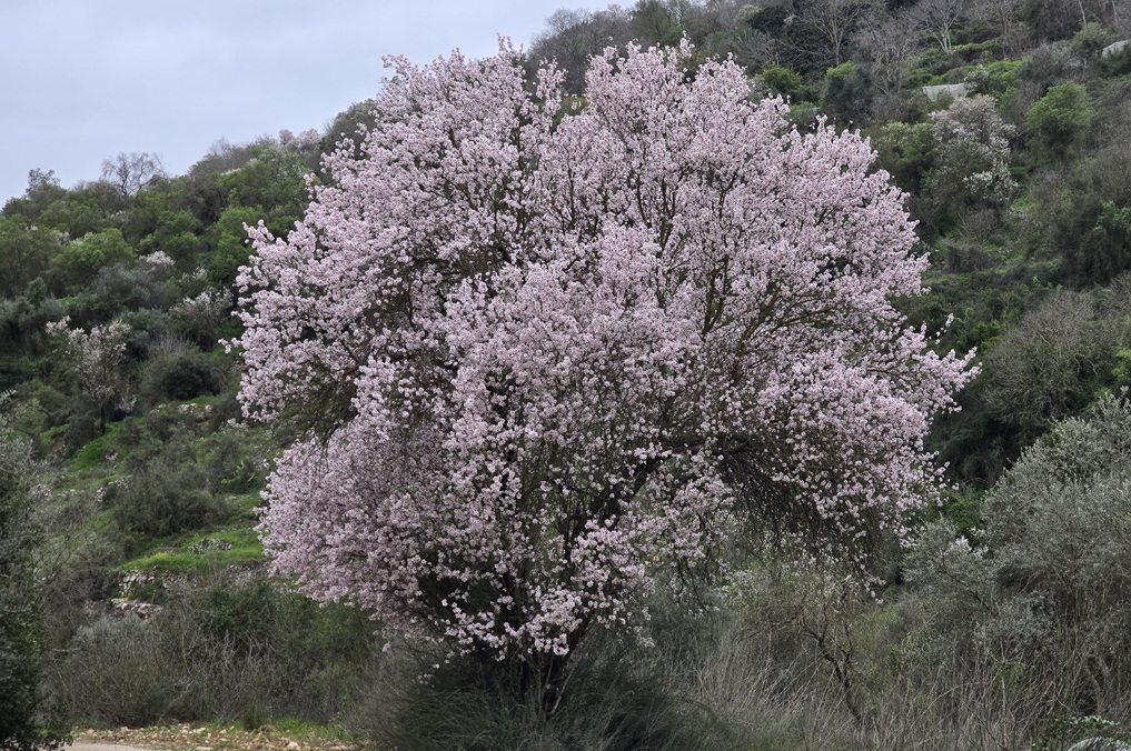 שקדיות נחל שורק - שקדיה מרהיבה במיוחד