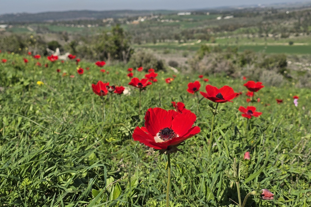 כלניות כפר אוריה