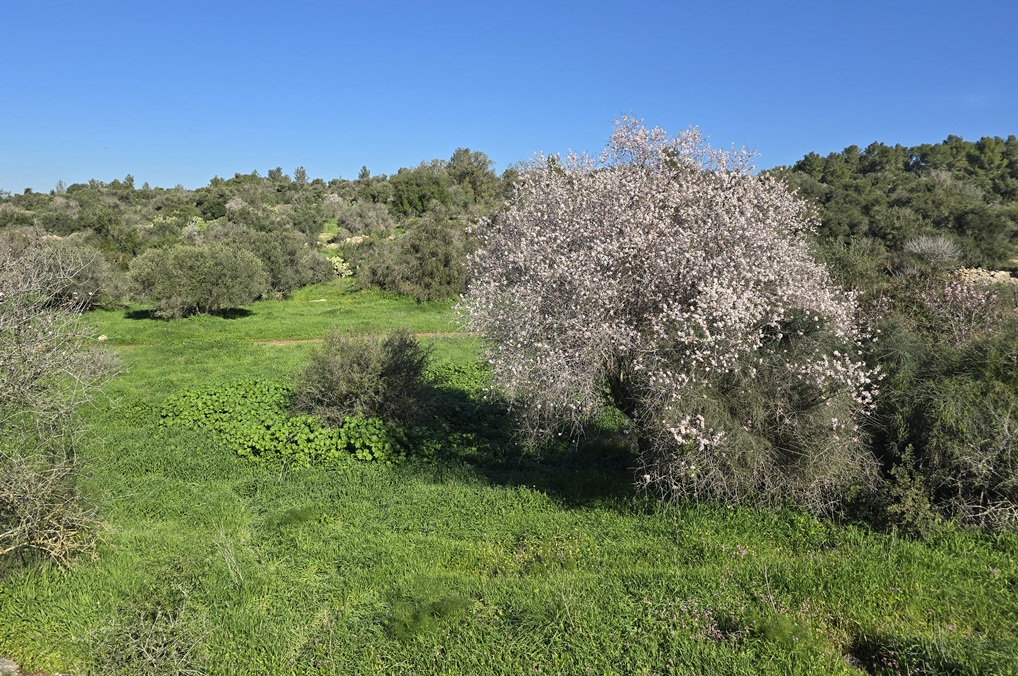 שקדיות פארק בריטניה, לאורך שביל הבורות והבארות