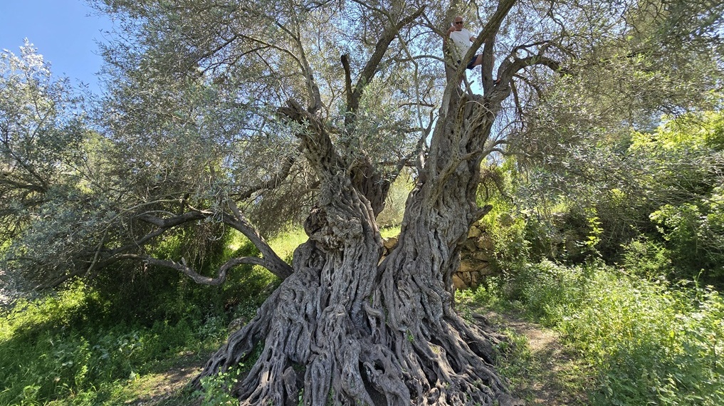 עצי זית עתיקים במסלול הליכה קל למשפחות בסובב בית ג'ימאל