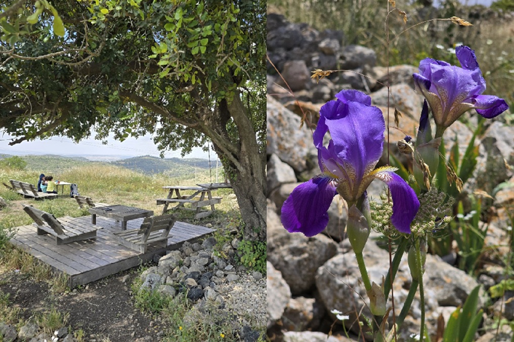 חורבת דורבן פריחת איריס ארם נהריים