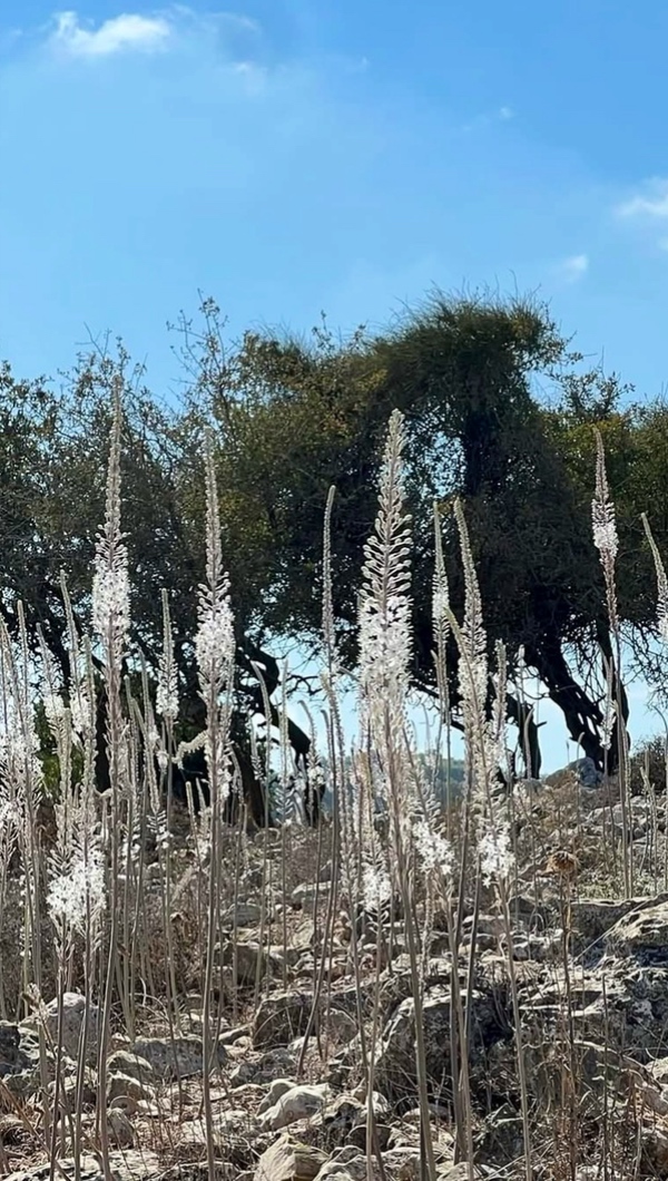 שיא פריחת החצבים בתל יודפת לעמוד הבית באפליקציה
